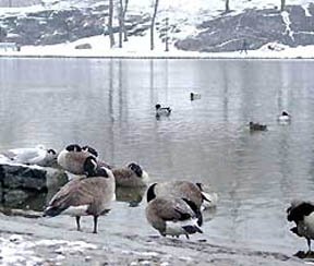 Canada goose 10k pdf shop