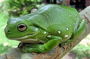 Frog