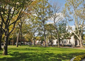 Trees and grass in Tappen Park