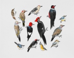 Detail from Post-Audubon: Birds of North America by Nancy Mladenoff