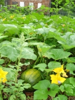 Pumpkin in patch