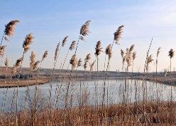 The Freshkills Park site.