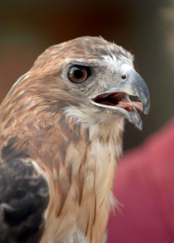 The red-tailed hawk on the day of its release