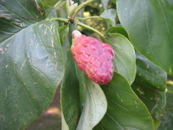 The Cucumber Magnolia tree.