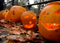 The annual Parks Pumpkin Festival is in Central Park this Saturday.