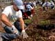 Volunteer digging a hole for tree planting