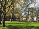 Trees and grass in Tappen Park