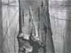 Detail of drawing by Mary Reilly featured in Urban Woodlands exhibition.