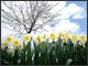 Blooming flowers in a park