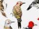 Detail from Post-Audubon: Birds of North America by Nancy Mladenoff