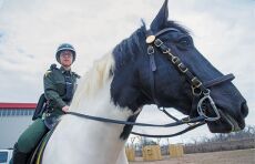 Horse of Course with NYC Parks Mounted Unit Feb 24 2024 : NYC Parks Horse of Course with NYC Parks Mounted Unit Feb 24 2024 : NYC Parks
