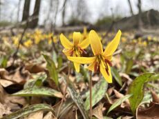 Inwood Hill Park Spring Ephemeral & City Nature Challenge Walk - Apr 27 ...