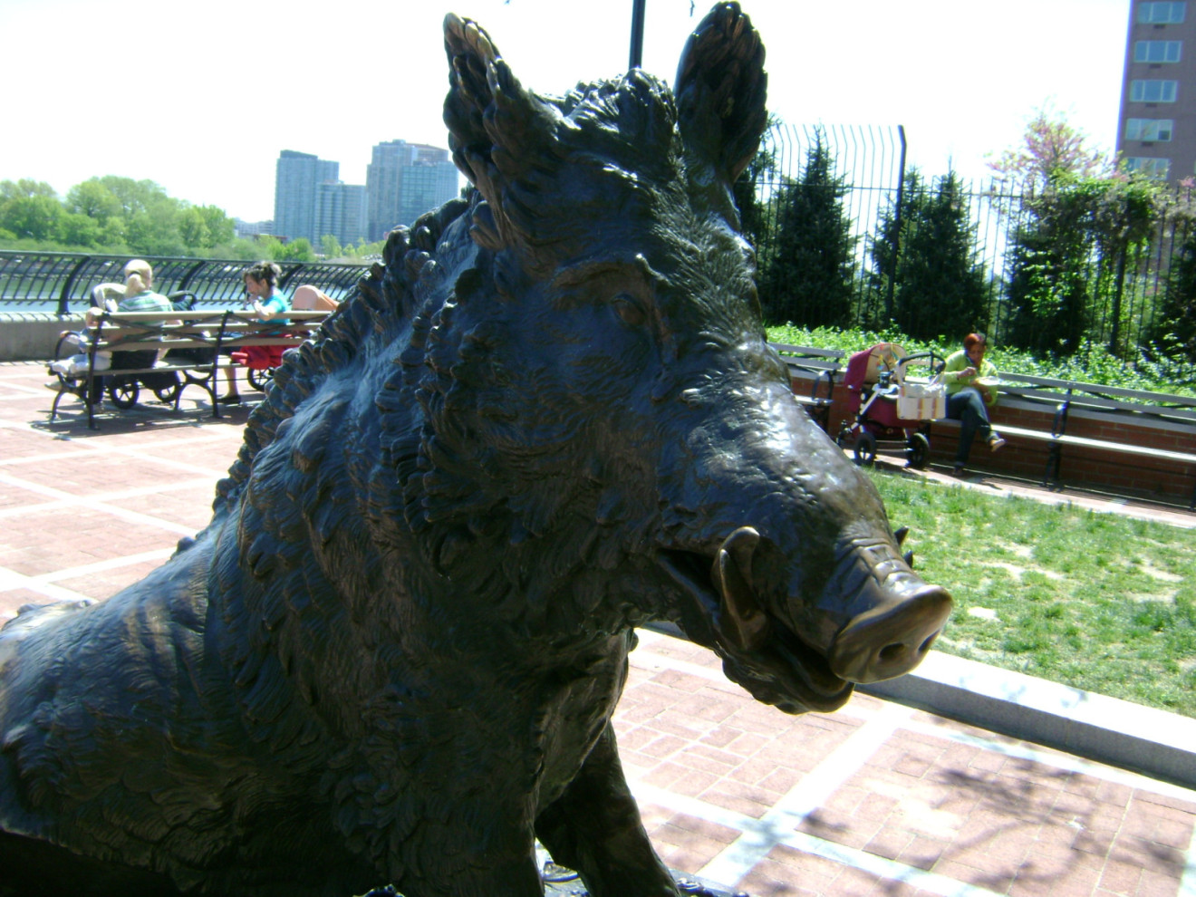 Boar