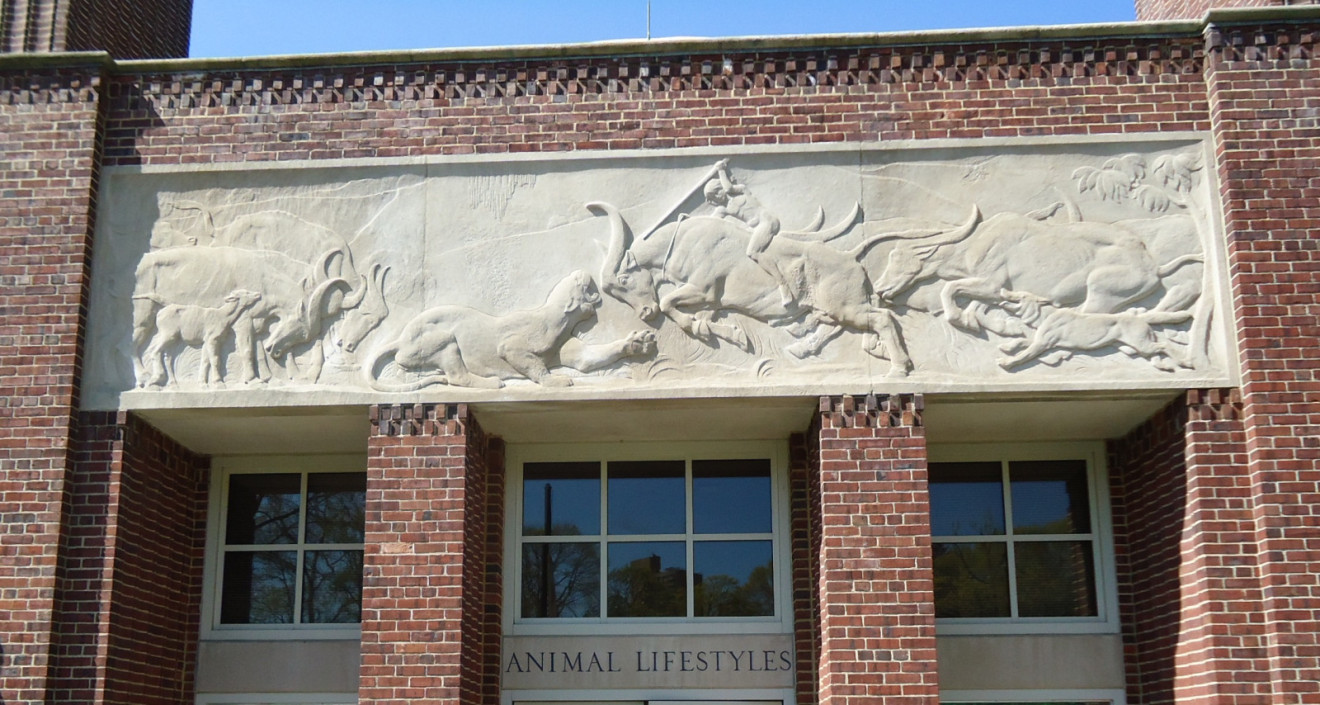 Mowgli Rides the Bull Against the Tiger