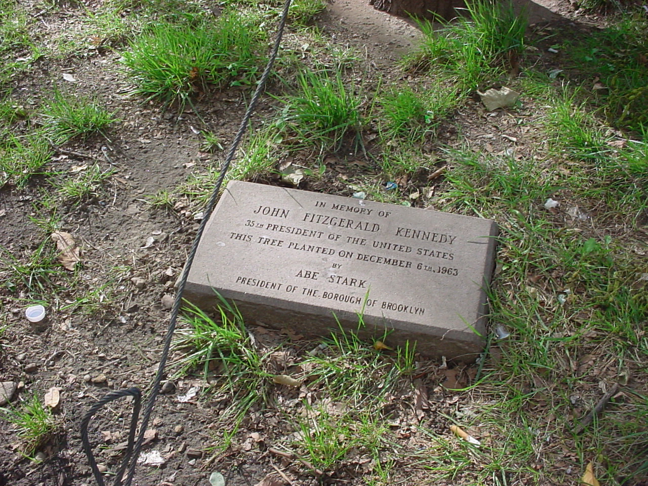 John F. Kennedy Memorial Tree