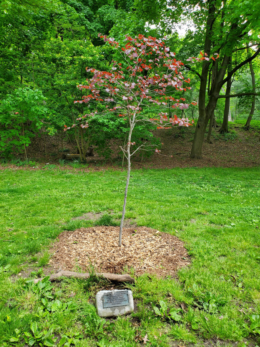 Corporal Robert Gray Tree Marker
