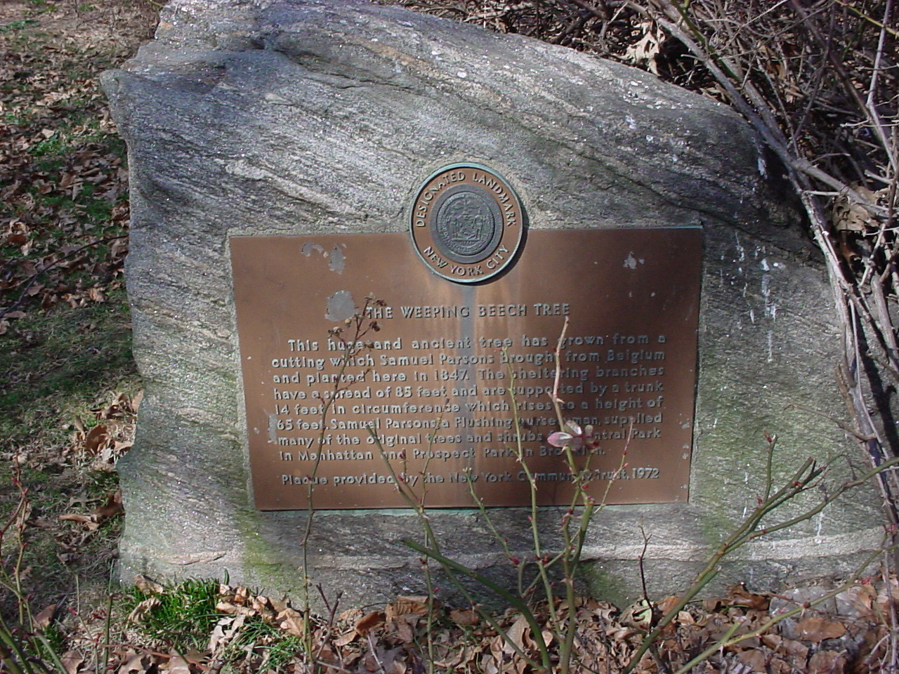 Weeping Beech Tree Landmark Plaque