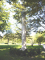 Column, plaque set in ground