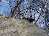 Crouching panther (over life-size) on boulder