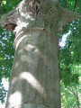 Column of Jerash, 2016, NYC Parks