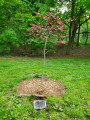 Corporal Robert Gray Tree Marker, 2022, NYC Parks