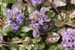 Ajuga