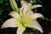 Asiatic Lilies