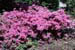 Azalea 'Bush Pink'