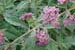 Butterfly Bush