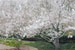 Yoshino Cherry Tree 'Somei yoshino'