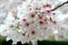 Yoshino Cherry Tree 'Somei yoshino'