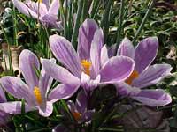 Crocus