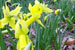 Daffodil 'Sundial'