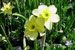 Daffodil 'Sundial'