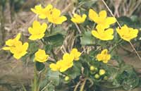 Marsh Marigolds