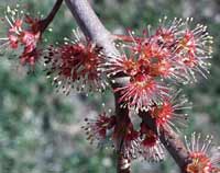 Flowering Red Maple tree