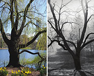 Mitchell Silver, Harlem Meer, Central Park, Manhattan, 2016 and Irwin Silver, November Morn, c. 1950.