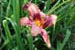 Daylily