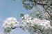 Flowering Pear