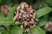 Japanese Skimmia