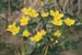 Marsh Marigold