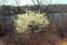 Serviceberry