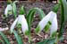 Snowdrop