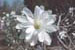 Star Magnolia