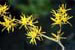 Witchhazel