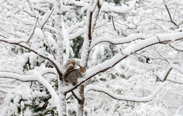 Squirrels In New York City’s Parks : NYC Parks