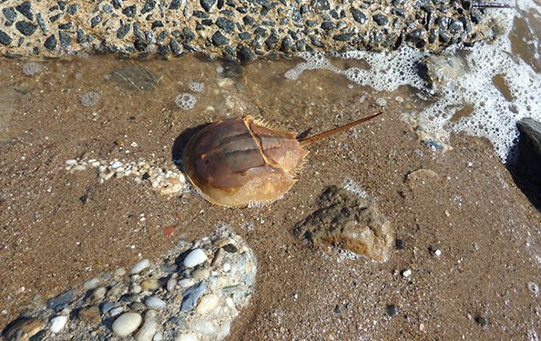 A horseshoe crab, round with a long tail, swims up to the shore.