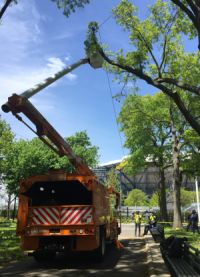 A tree pruning taking place in Flushing Meadows Corona Park