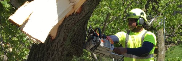 A tree is removed by a professional forester.