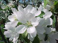 Crabapple blossoms